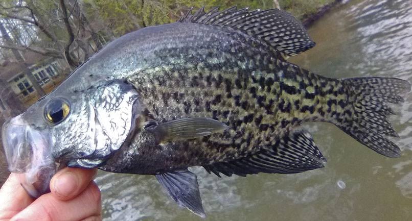 Fall crappie