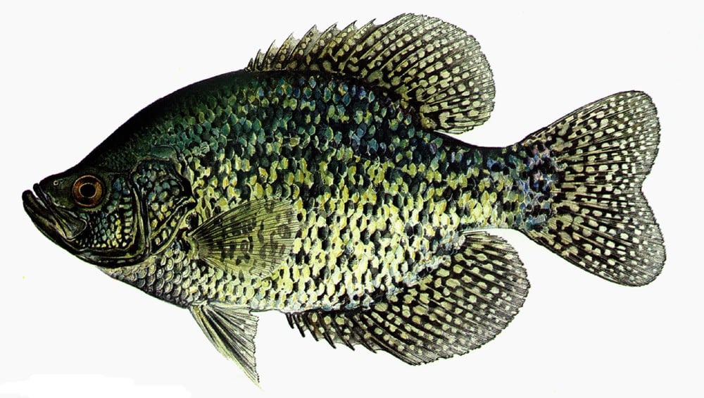 Black_Crappie Black crappie