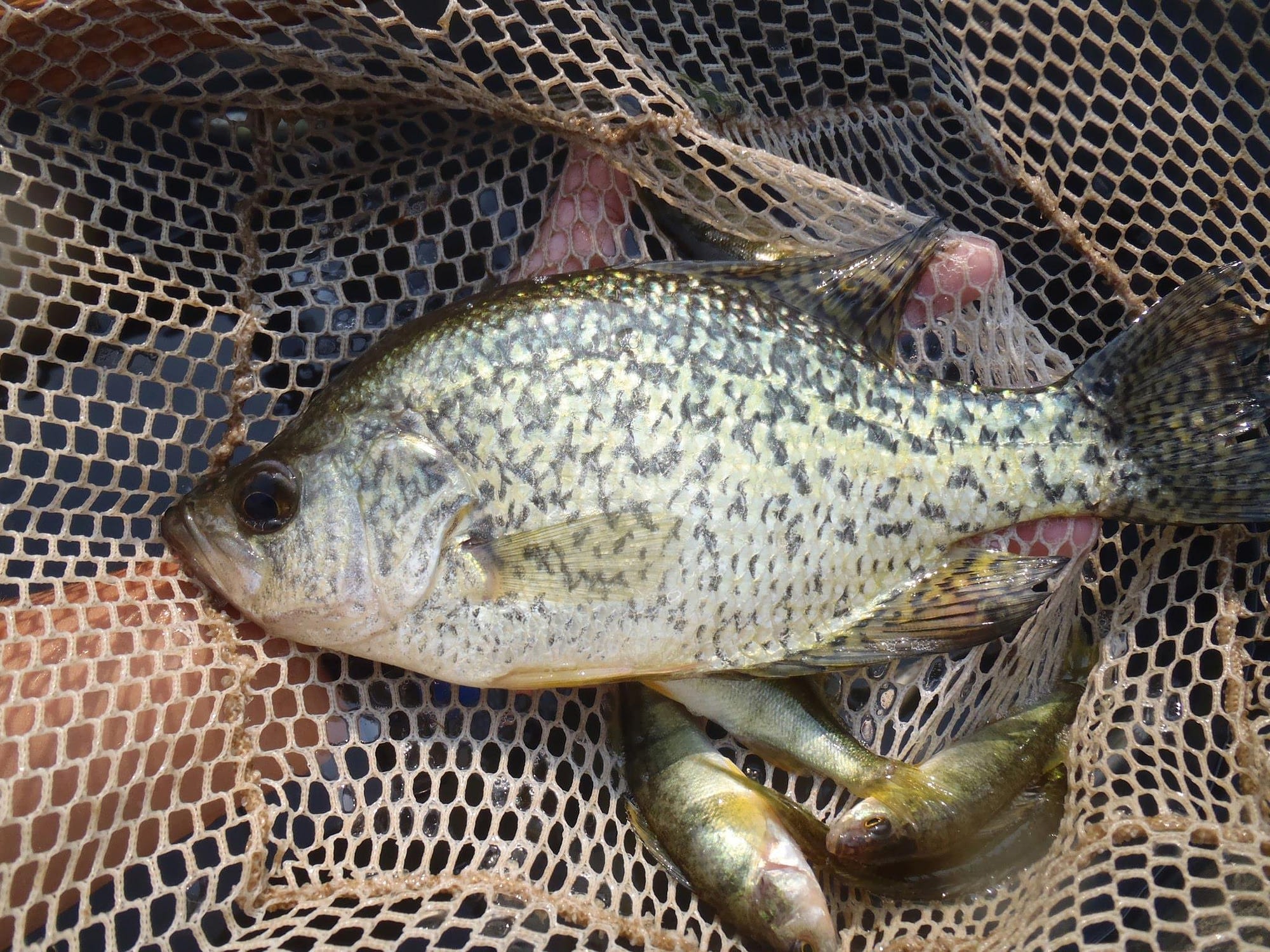 summer crappie