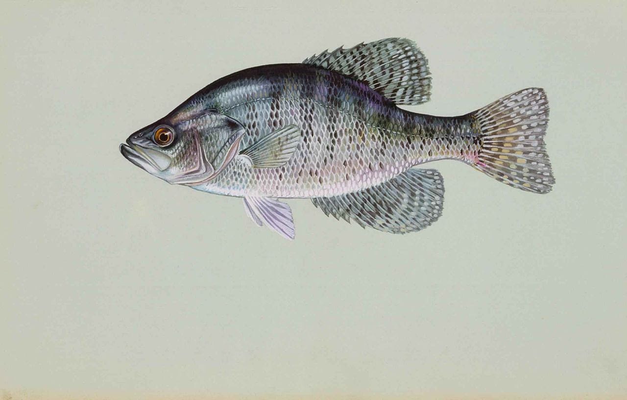 White crappie